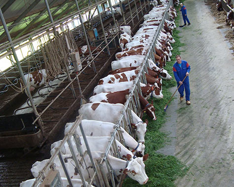 Cattle farming