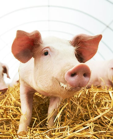 Werelddierendag varkenshouderij